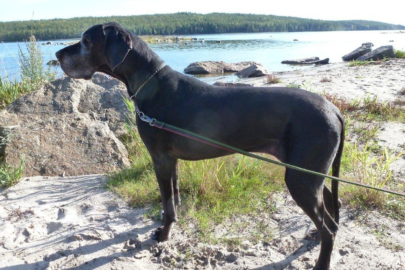 Een Duitse dog geniet van de Zweedse natuur