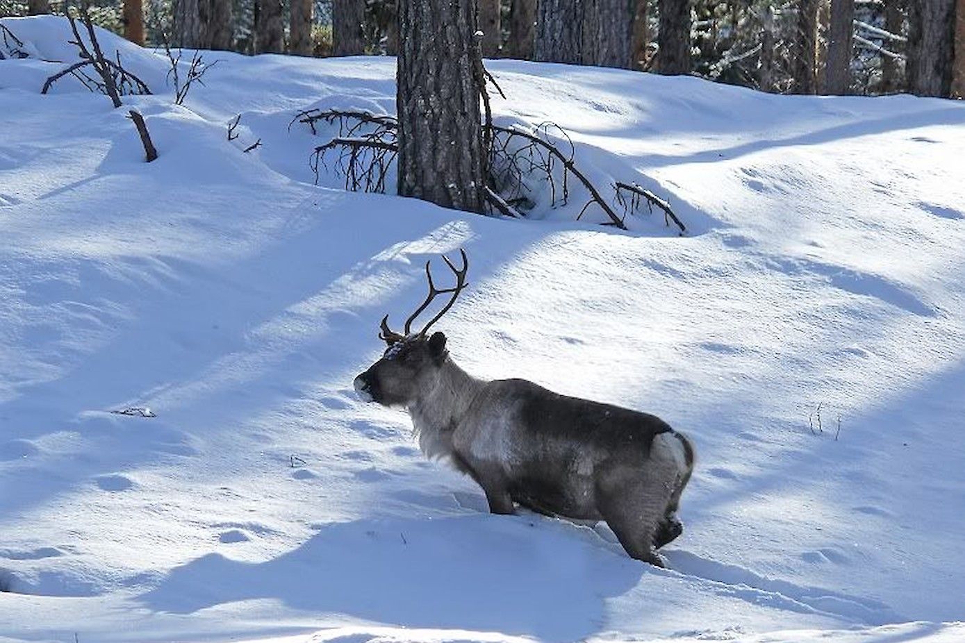 Rendier in de sneeuw in Norrbotten
