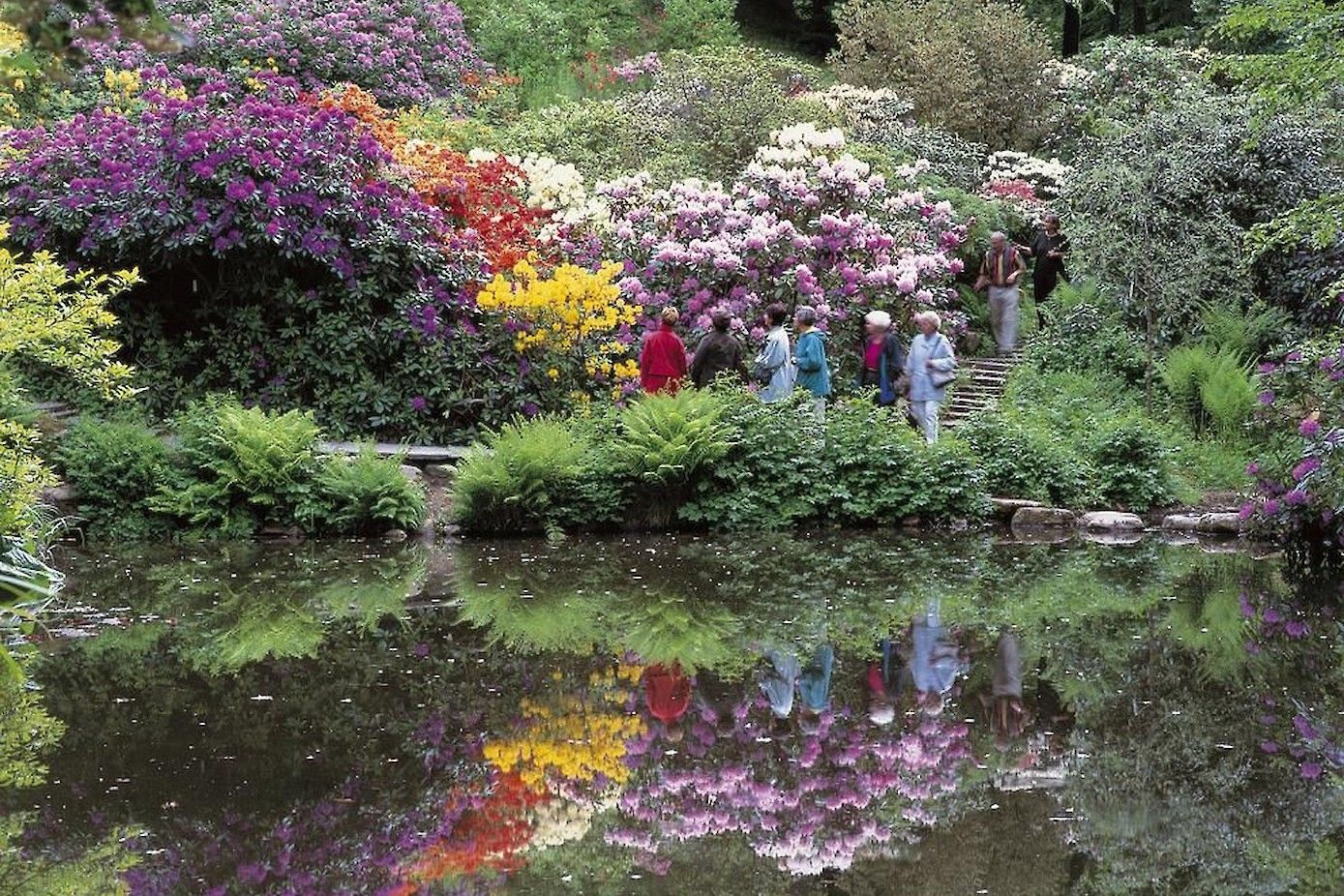 Een van de vijvers in de tuinen van Sofiero. De Rhododendron bloeit volop.