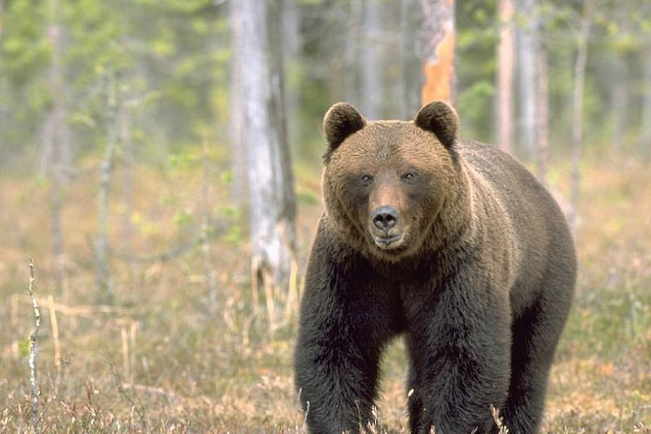Een bruine beer