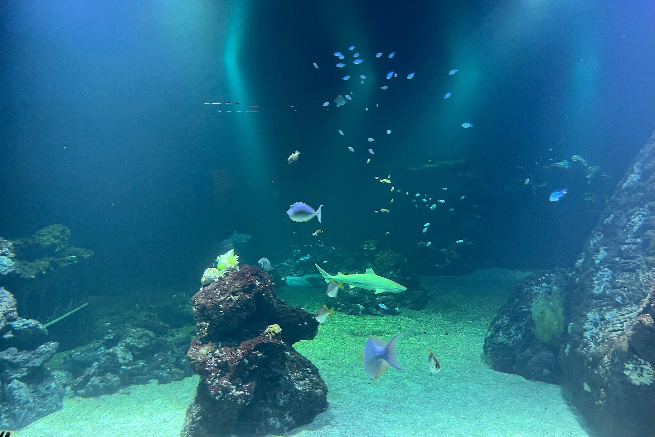 De onderwaterwereld in het Universum