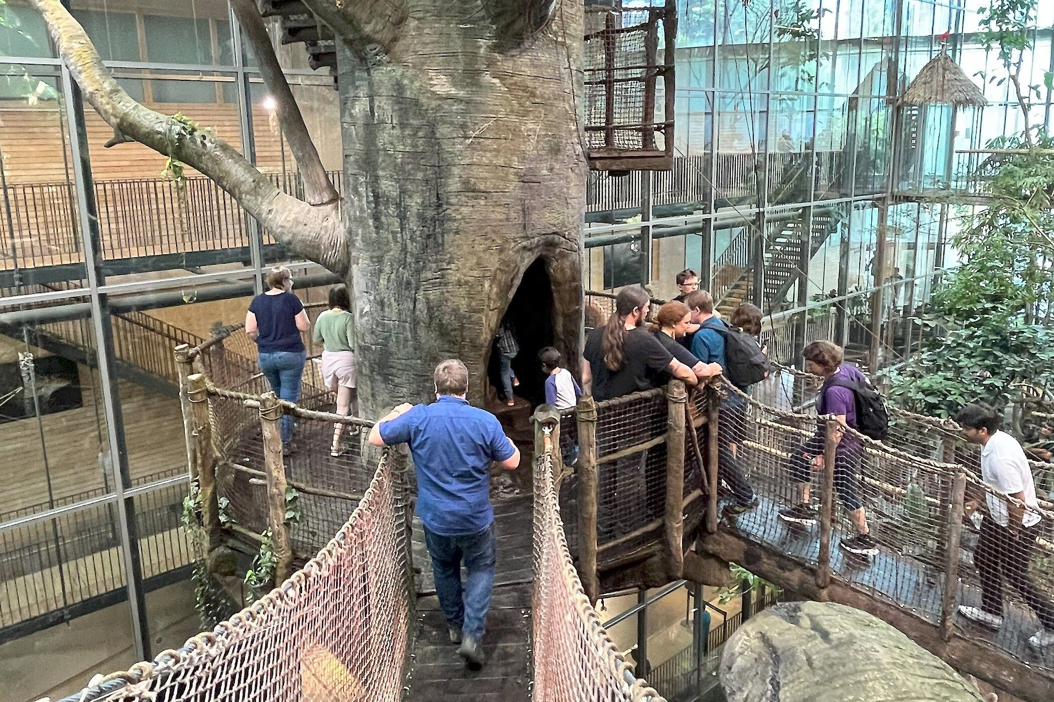 Touwbruggen brengen je naar het centrum van het regenwoud.