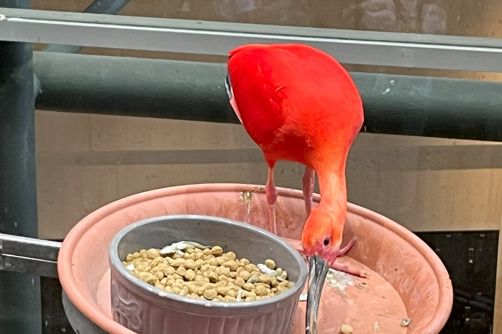 De rode Ibis is een van de vele vogels die vrij rondvliegen in de jungle.